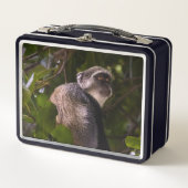 Lunch Box Singe bleu, Zanzibar (Devant)