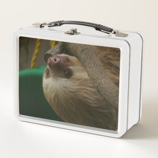Lunch Box Sloth (Devant)