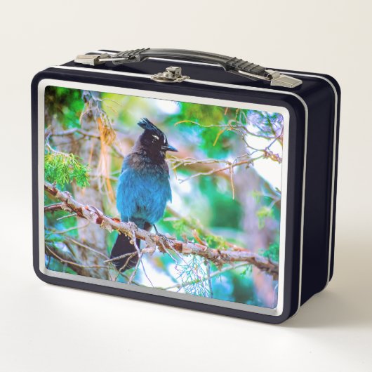 Lunch Box Steller's Jay - Photographie originale (Devant)