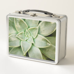 Lunch Box Succulent de ressort