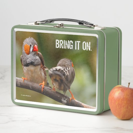 Lunch Box Une paire de chansons de Zebra Finch (En situation)