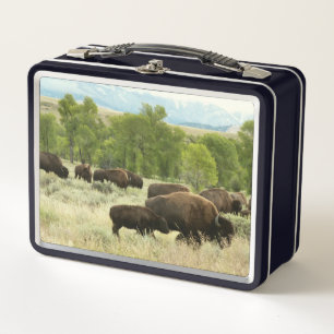 Lunch Box Wyoming Bison Nature Animal Photographie