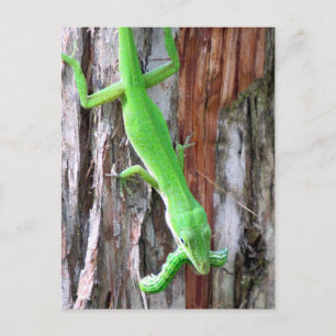Lunch Iemand? Groene anole (hagedis) Briefkaart