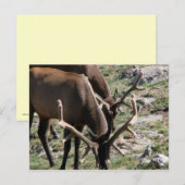 Lunch time briefkaart (Voorkant / Achterkant)