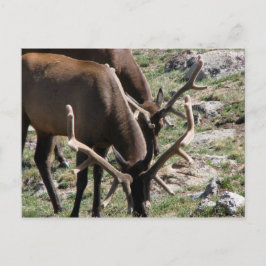 Lunch time briefkaart