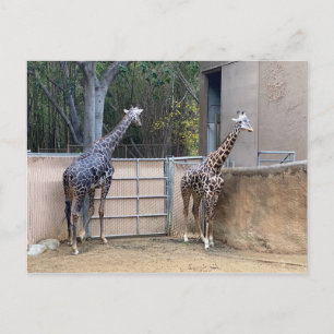 Lunch Time Briefkaart