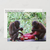 Lunch Time in Borneo Oerwoud School for Orangutans Briefkaart (Voorkant / Achterkant)