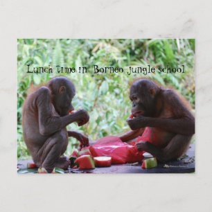 Lunch Time in Borneo Oerwoud School for Orangutans Briefkaart