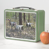 Lunchbox Trois Dinosaures Courants (En situation)