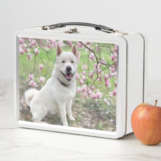 Lunchbox - Witte Akita (In situ)