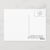 Lundblade Conifers - Sterrennacht, briefkaart (Achterkant)