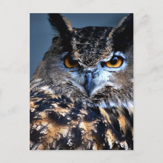 L'une carte postale sage (Devant)