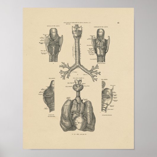  Lung Heart Anatomy 1880 Afdruk Poster (Voorkant)