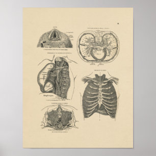  Lung Heart Anatomy 1880 Afdruk Poster