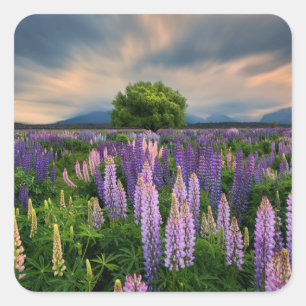 Lupin Field in Nieuw-Zeeland Vierkante Sticker