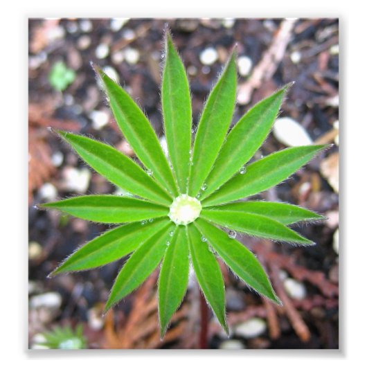 Lupin Leaf Foto Afdruk (Voorkant)