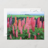 Lupine 2 briefkaart (Voorkant / Achterkant)