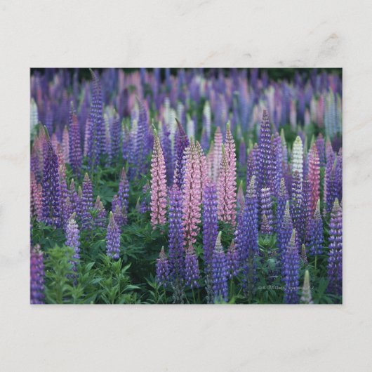 Lupine Briefkaart (Voorkant)