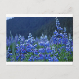 lupine-briefkaart briefkaart