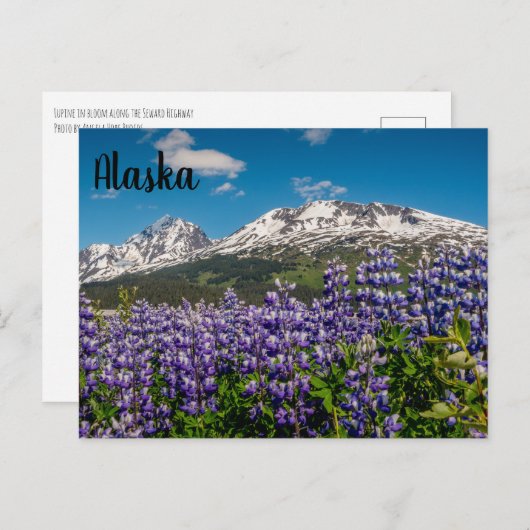 Lupine dans Bloom Alaskan Carte postale (Devant / Derrière)