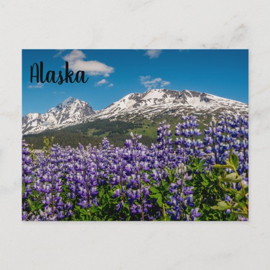 Lupine dans Bloom Alaskan Carte postale (Devant)