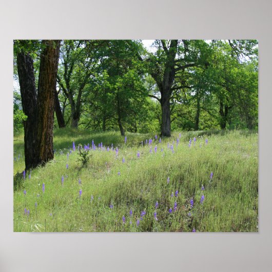 Lupine, eikenboomlandschap poster (Voorkant)