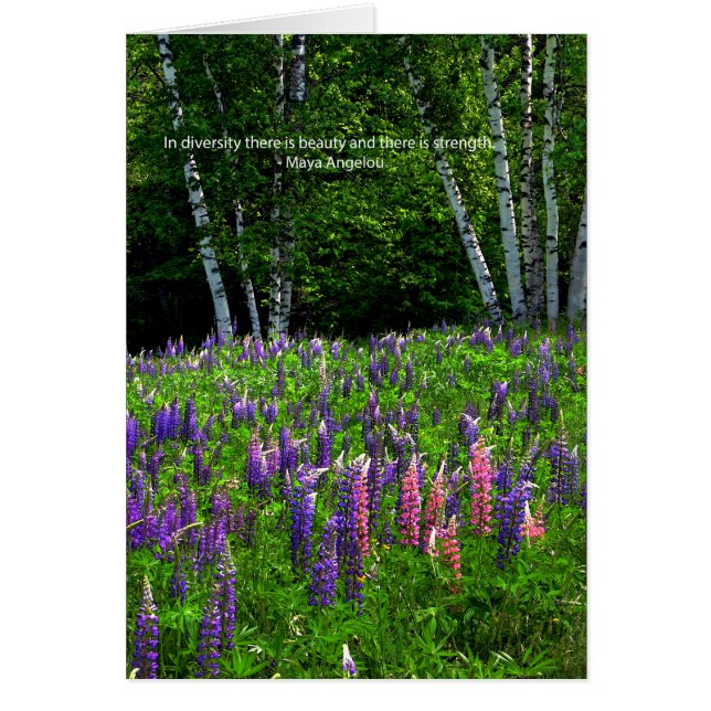 Lupine Field célèbre la diversité (Devant)