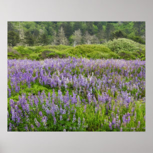 Lupine field, Humbolt kust, Californië, VS. Poster