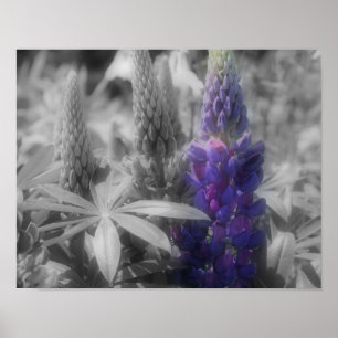 Lupine Flower Trio Partiële kleur Poster
