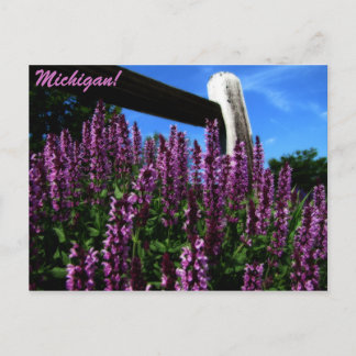 Lupine Garden Briefkaart
