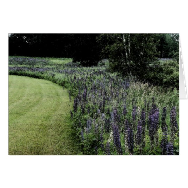 Lupine Marge (Voorkant Horizontaal)