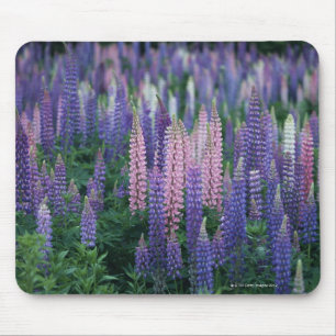 Lupine Muismat