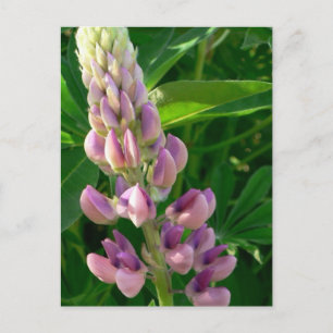 Lupine Pink Briefkaart