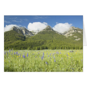 Lupine pourpre et montagnes