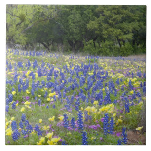 Lupine, sleutelbloem en flox tegeltje