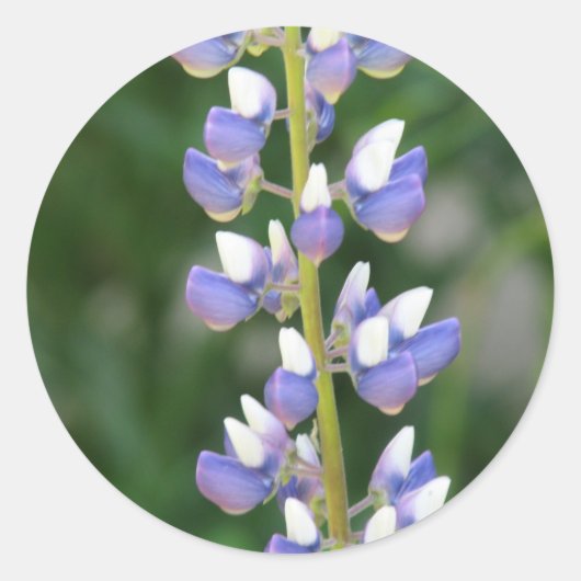 Lupine Sticker (Voorkant)
