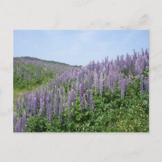 Lupine Valley Briefkaart