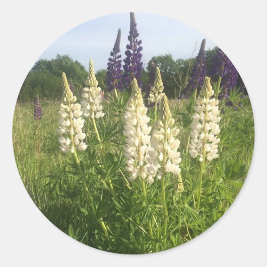 Lupine veld ronde sticker (Voorkant)