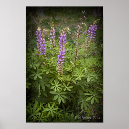 Lupine Vignette Poster (Voorkant)