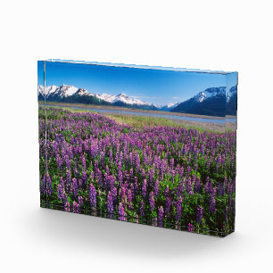 Lupinen in bloei Kenai-gebergte, Alaska Fotoblokken