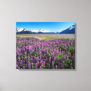Lupines in Bloom   Keniaanse bergen, Alaska Canvas Afdruk