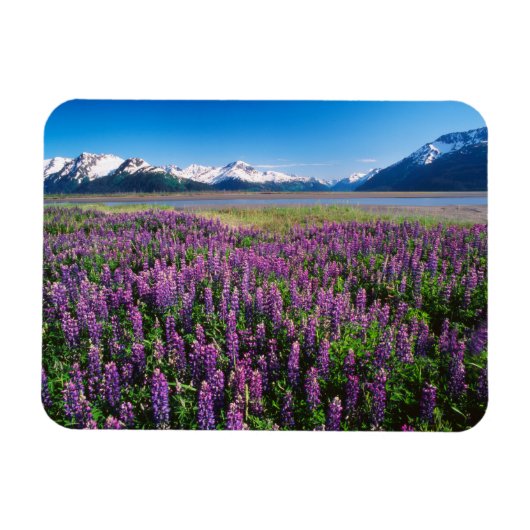 Lupines in Bloom | Keniaanse bergen, Alaska Magneet (Horizontaal)
