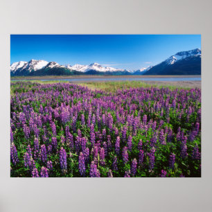 Lupines in Bloom   Keniaanse bergen, Alaska Poster