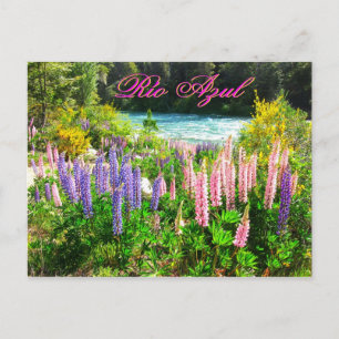 Lupines langs de Rio Azul, Argentinië Briefkaart