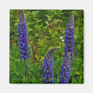 Lupines Magneet