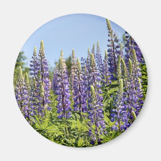 Lupines Magneet (Voorkant)