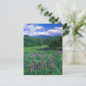 Lupines Mount Lafayette Briefkaart (Staand voorkant)