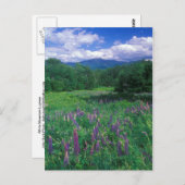 Lupines Mount Lafayette Briefkaart (Voorkant / Achterkant)