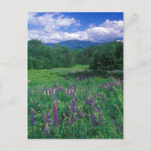 Lupines Mount Lafayette Briefkaart