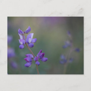 Lupineveld Briefkaart